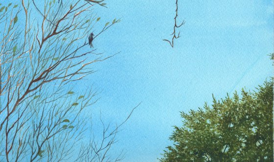 Black Drongo in early morning sky