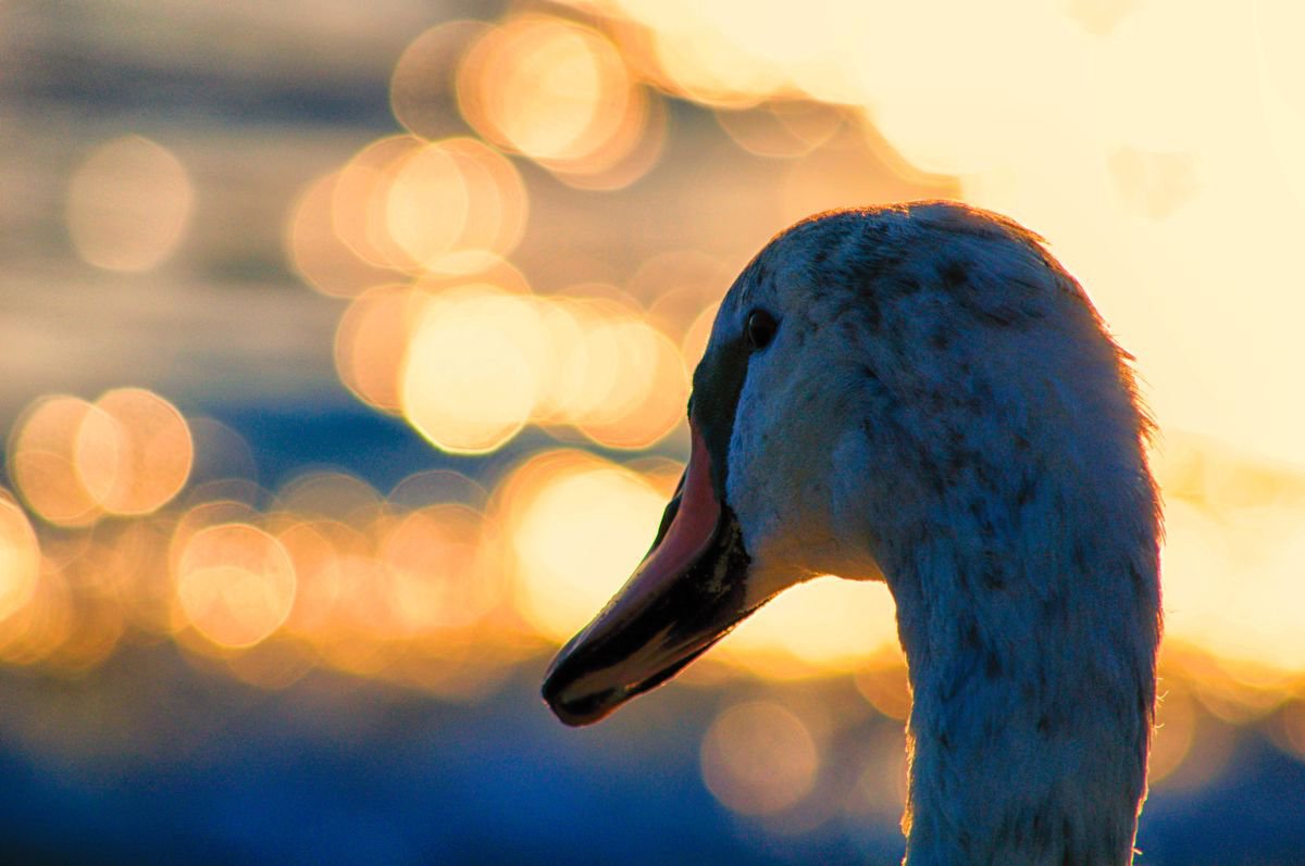 Photorealistic Animal Photograph By Marc Ehrenbold, 40 X 30", Swan, Original Artwork