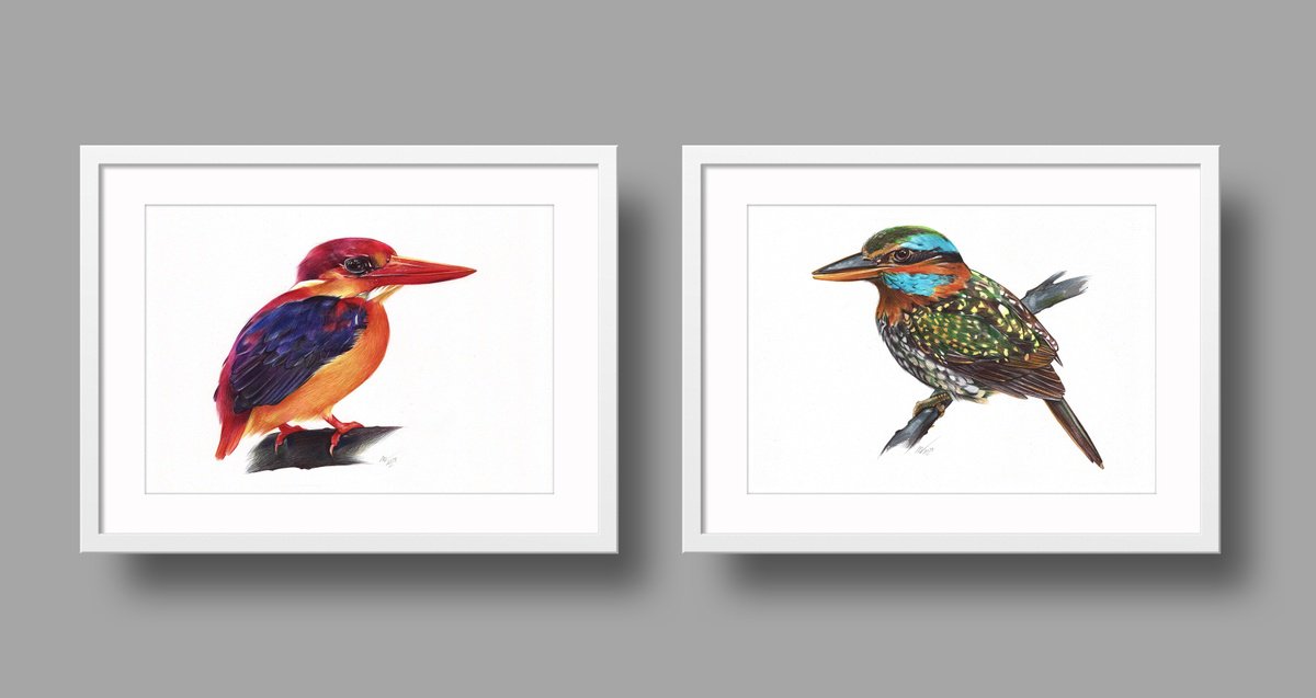 Photorealistic Animal Drawing By Daria Maier, 13 X 9, Birds Collection Iii, Original Artwork