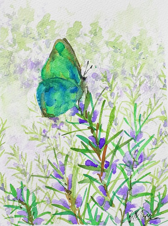 Butterfly on Rosemary