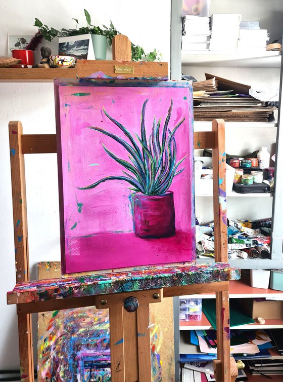 House Plant