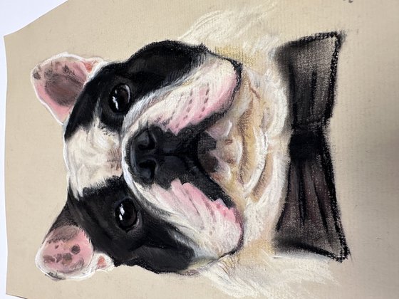 Black and white funny french bulldog