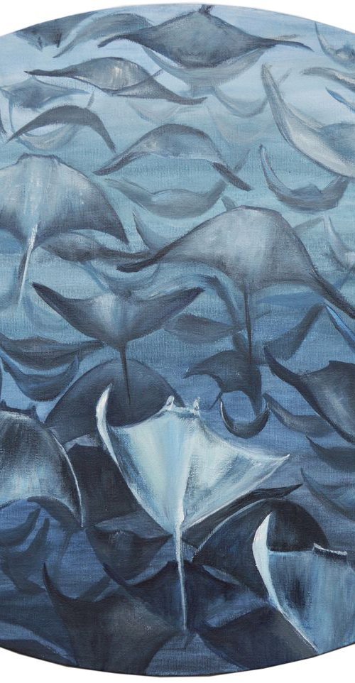 Mobula Ray Migration by Jacqueline Talbot