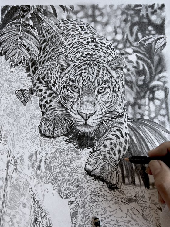 Jungle Leopard