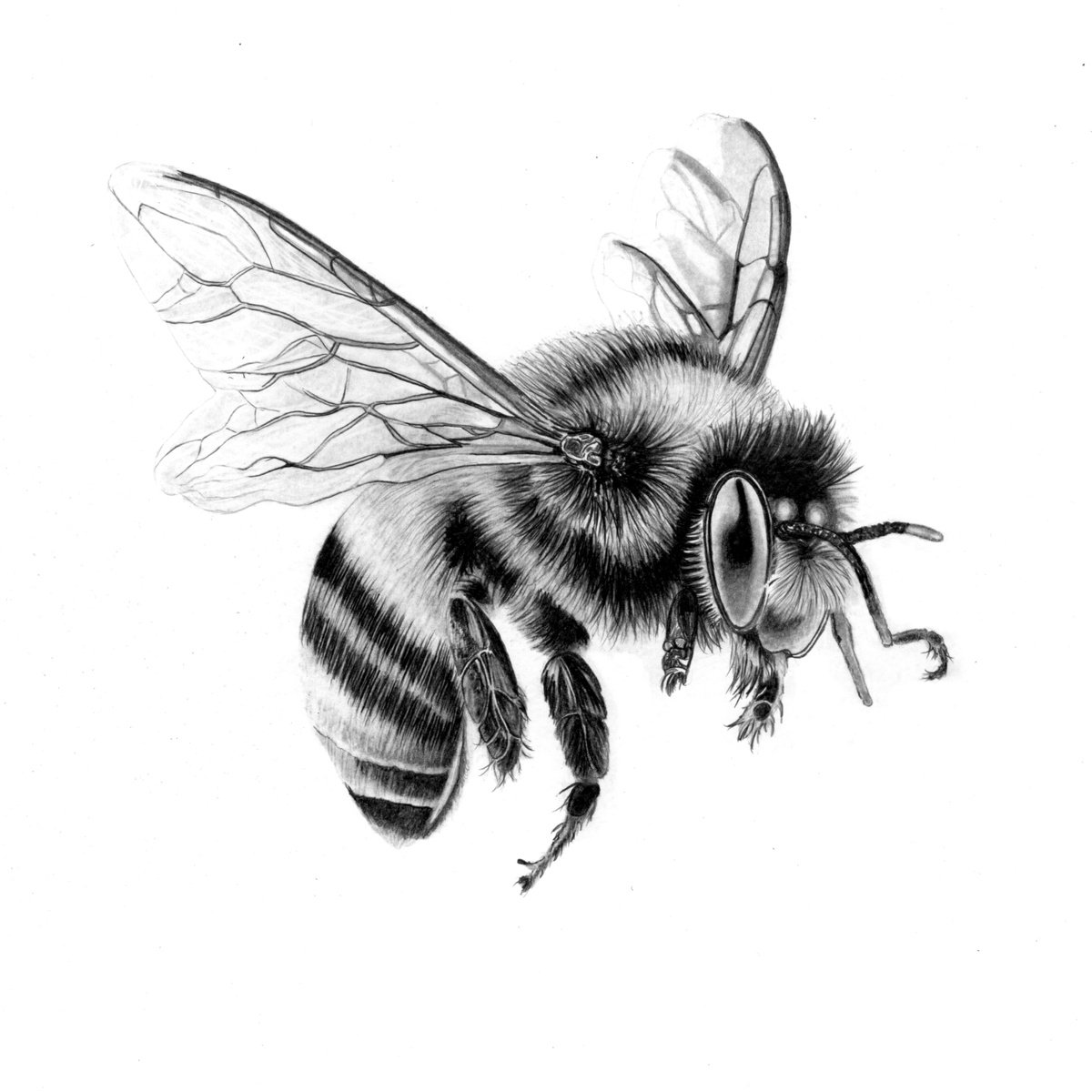 Bee in Pencil #2 by Paul Stowe