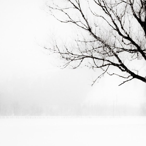 Solitude in White