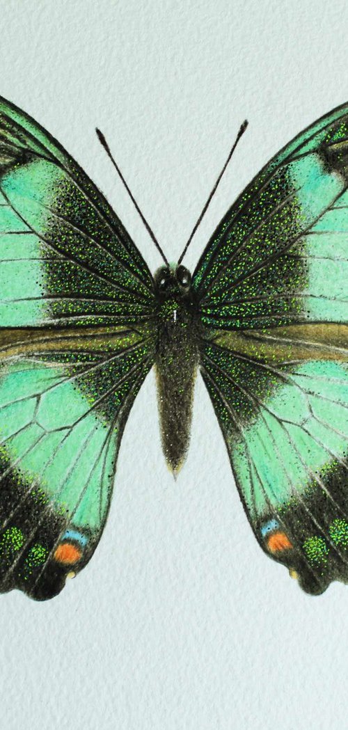 Green & Black Butterfly by Lorraine Sadler