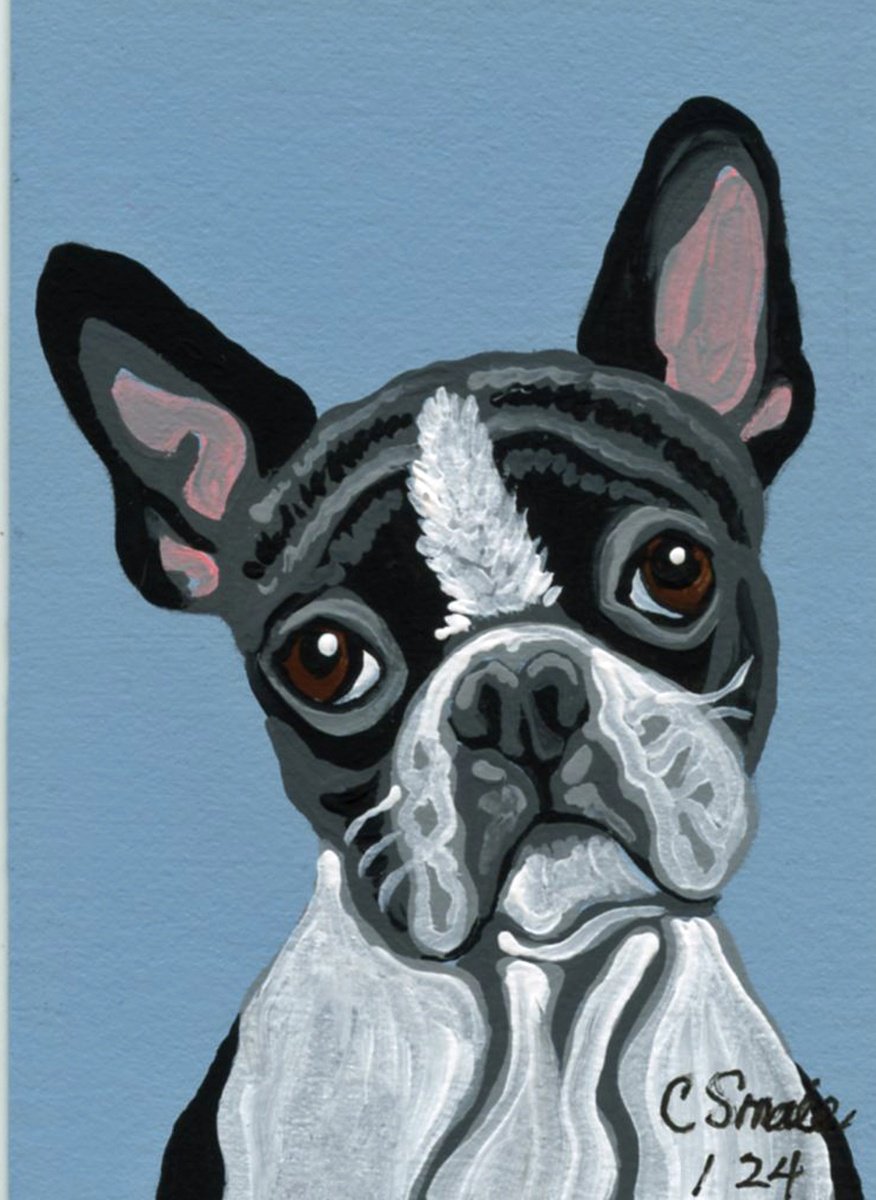 Boston Terrier by Carla Smale