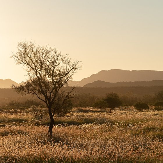 Grass Plains Outback Australia #1