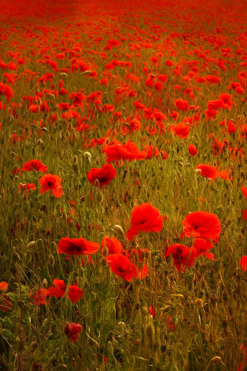 Poppies by Martin  Fry