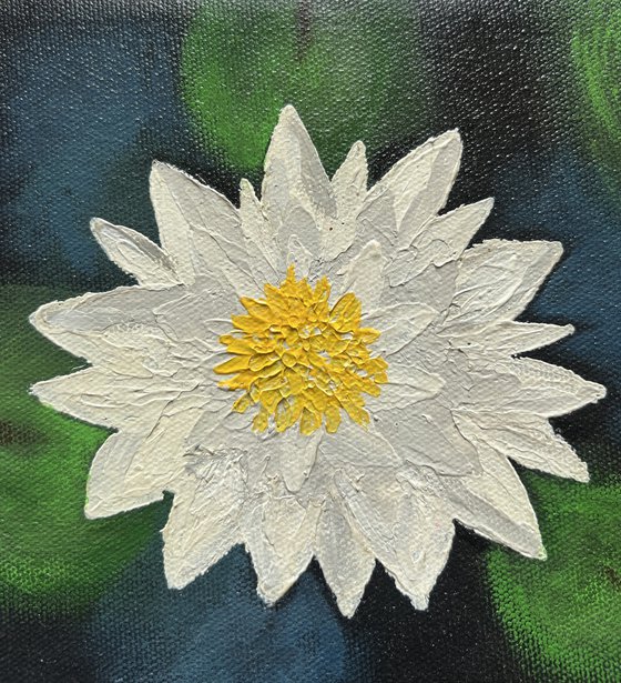 Mini Waterlilies
