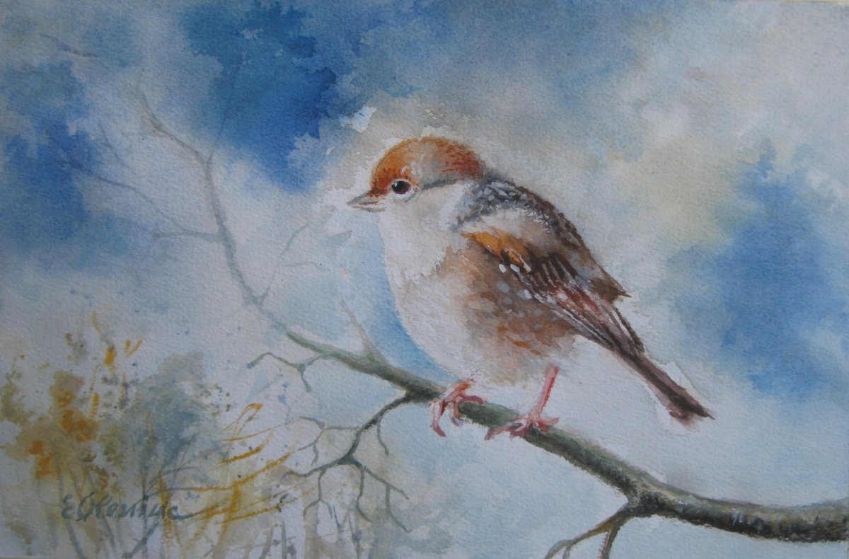 Little sparrow by Elena Oleniuc