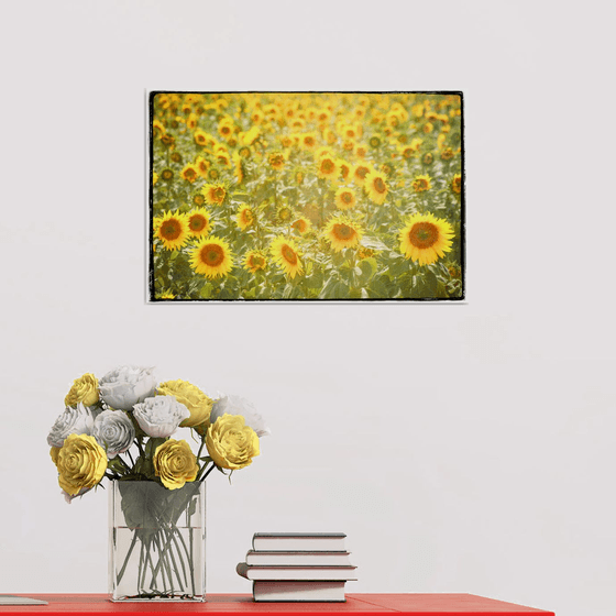Field of  Sunflowers