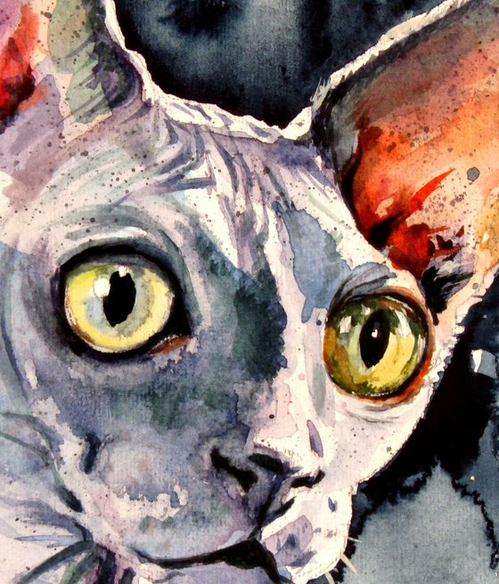 Sphynx cat