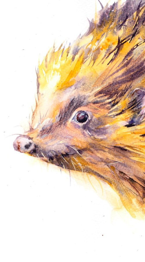 Hedgehog by Anjana Cawdell