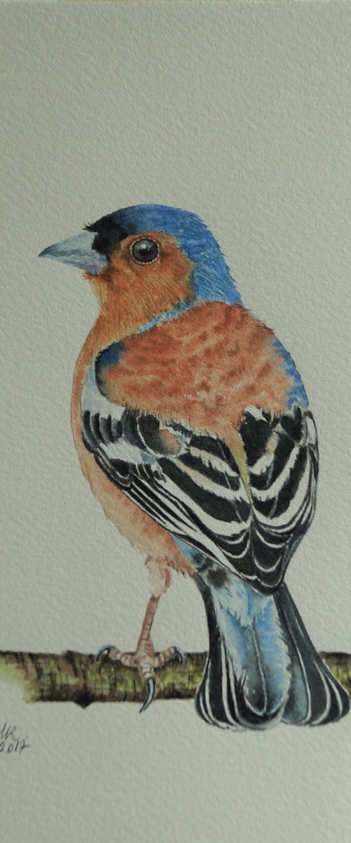 Chaffinch by Monica Rus