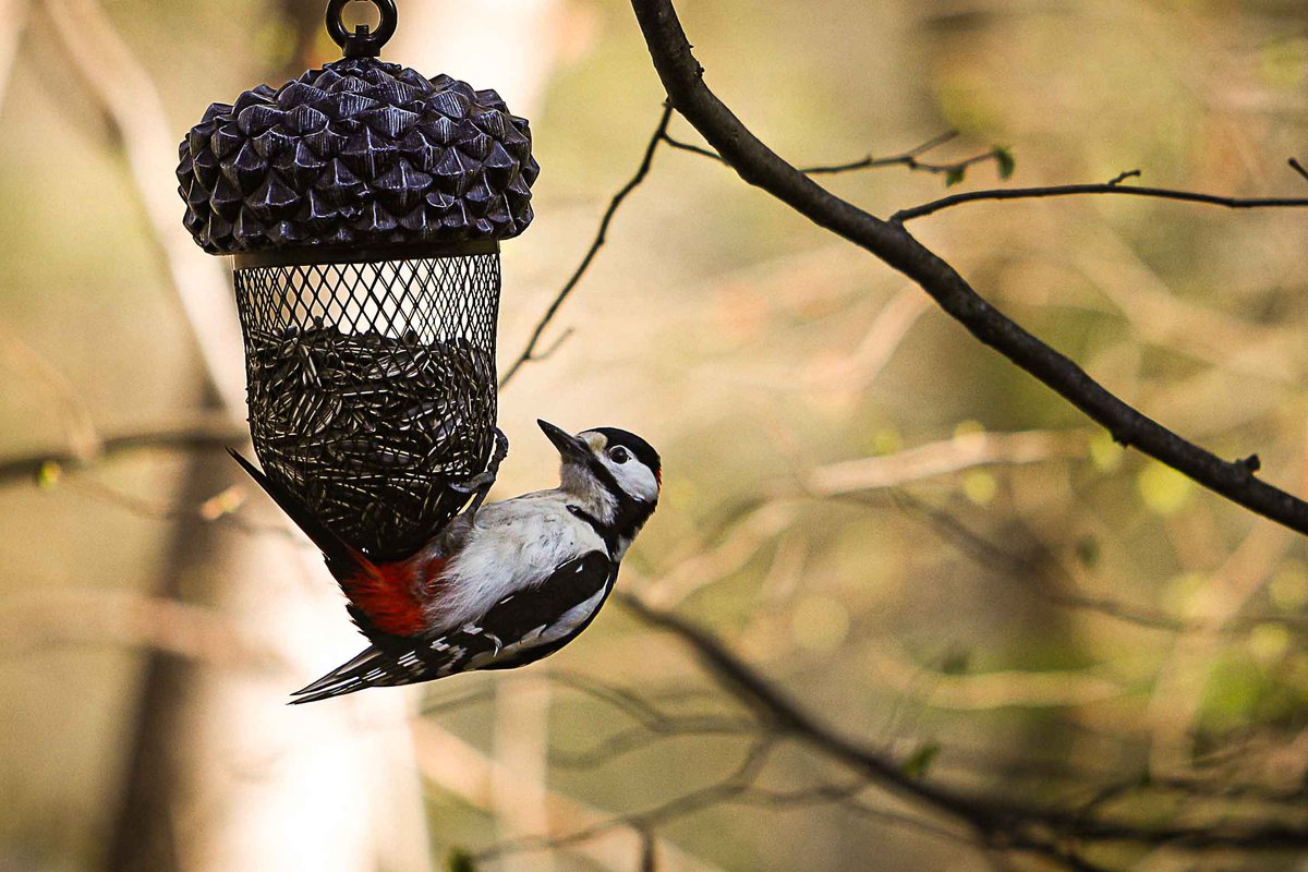 Great Spotted Woodpecker on Feeder by Kim Salter