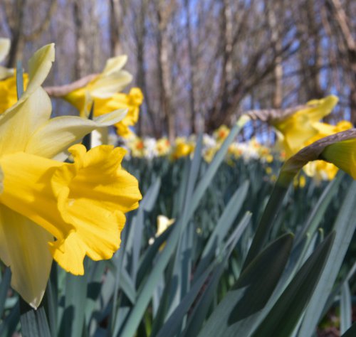 Daffodills in Breeze by Russ Witherington