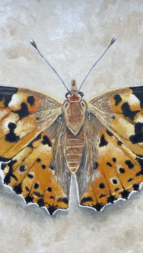 Painted Lady by Shayne McGirr
