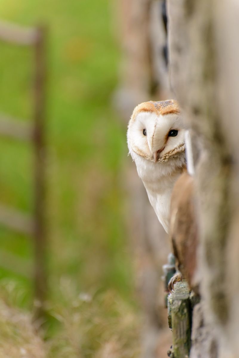 Peeping Barn Owl  - A3 by Ben Robson Hull
