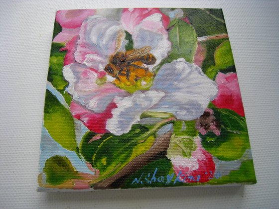 Bee on Apple Blossom
