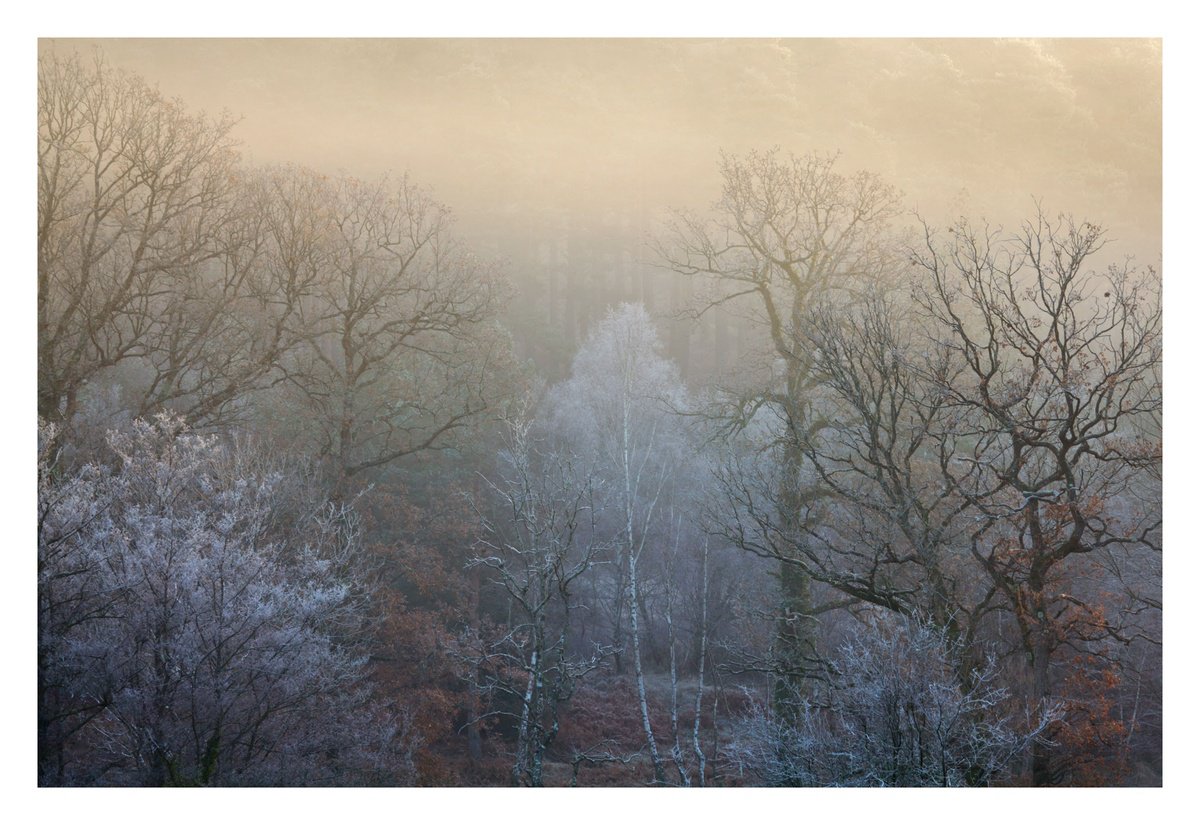 December Forest VII by David Baker