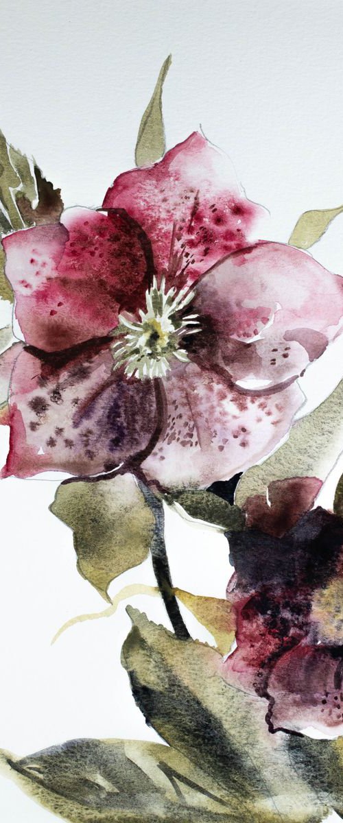 Hellebore No. 7 by Elizabeth Becker