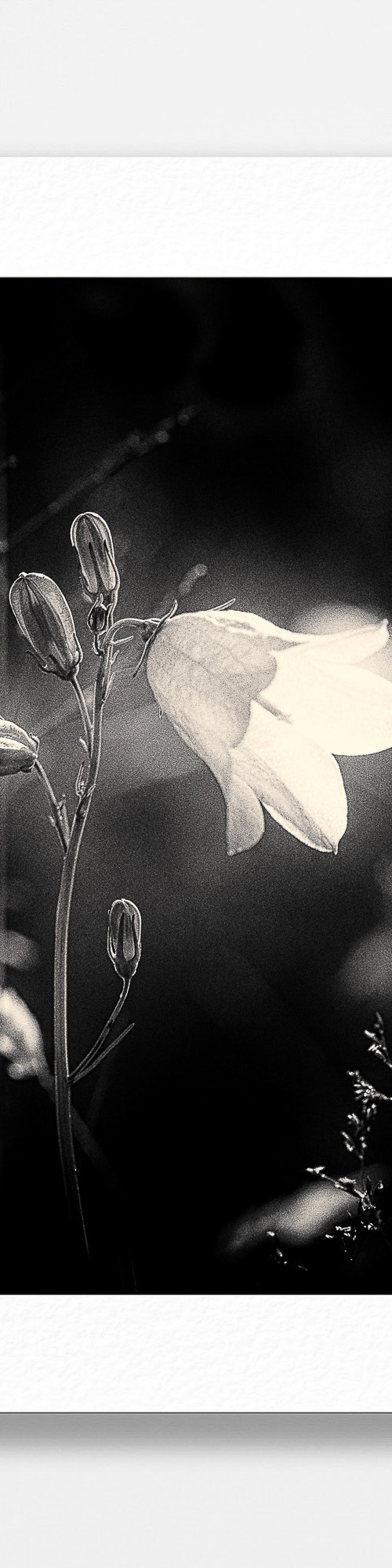 Beach Bluebell Study III by Lynne Douglas