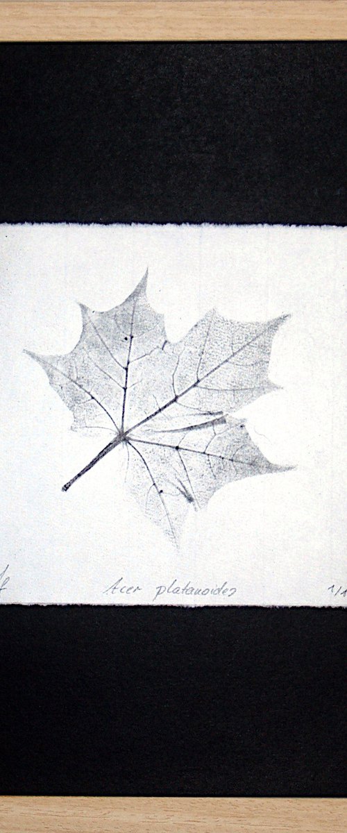 Acer platanoides I (Norway maple) – Charcoal-print by Laura Stötefeld