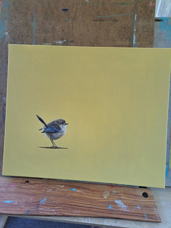 Fairy Wren
