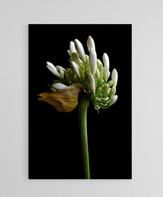 White Agapanthus