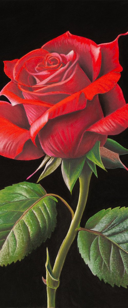 A Rose is a Rose is a Rose by Dietrich Moravec