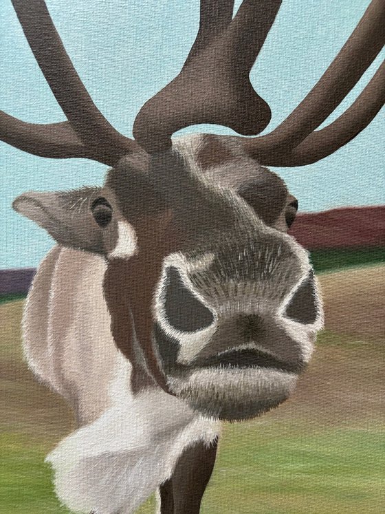 Cairngorm Reindeer