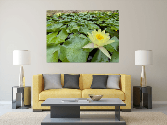 Water lily