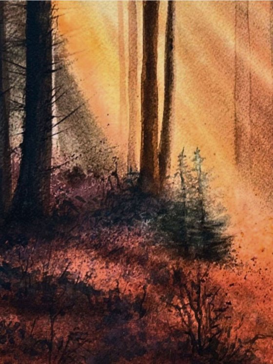 Forest Clearing