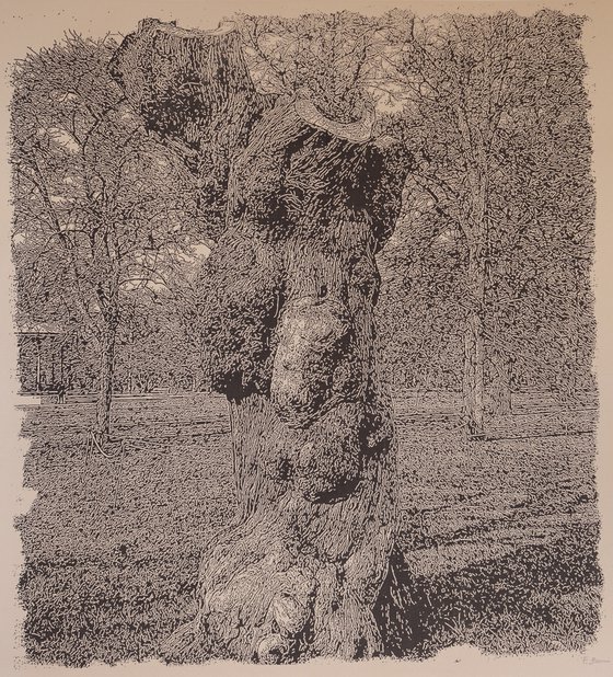Study of a gnarled tree