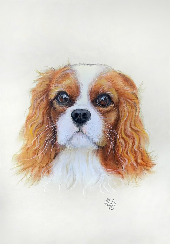 Gentle Cavalier King Charles Spaniel Portrait