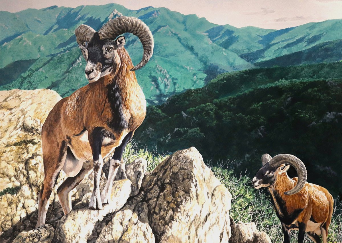 Photorealistic Landscape Acrylic Painting By Julian Wheat, 27 X 20", Wild Pyrenean Sheep, Original Artwork