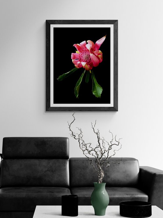 Pink Waratah - Shady Lady