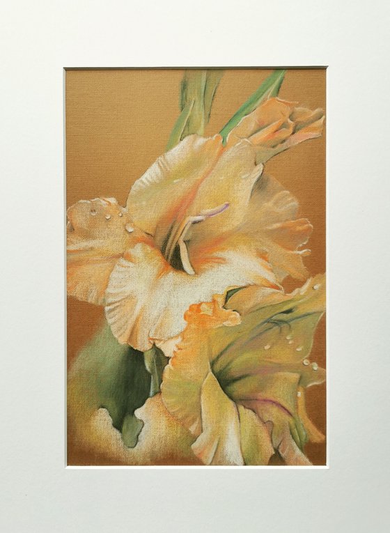 Gladiolus