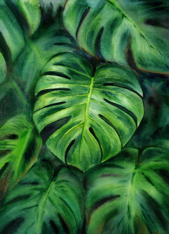 Monstera