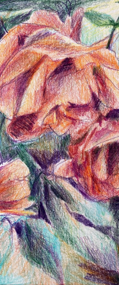 Roses are everywhere - pencil drawing by Anna Boginskaia