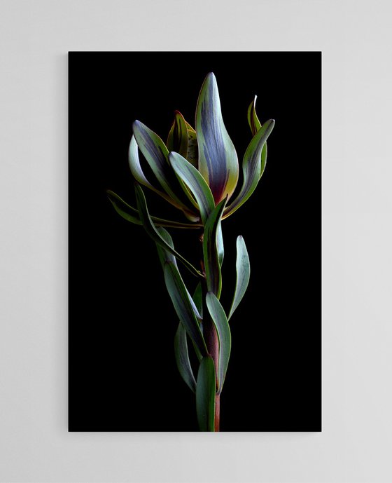 Burgundy Blaze Leucadendron
