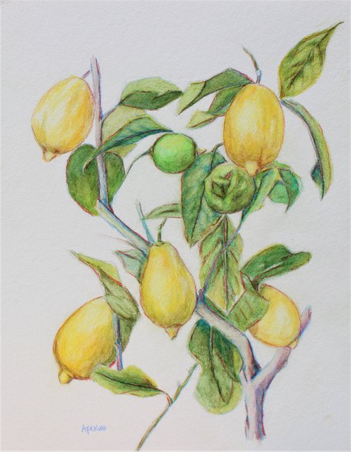 Lemon Tree IV by Afekwo