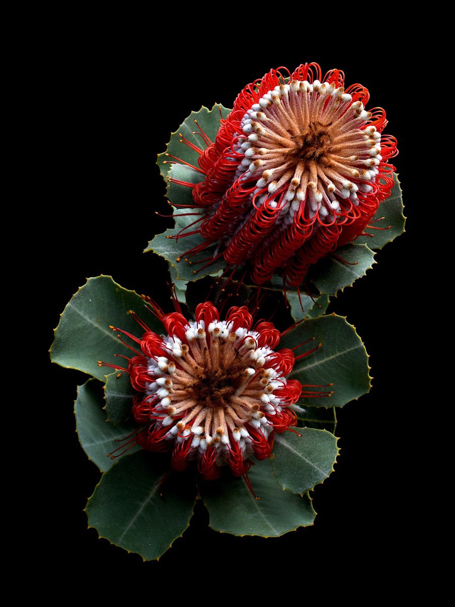 Botanical Photograph By Nadia Culph, 24 X 31", Banksia Coccinea, Original Artwork