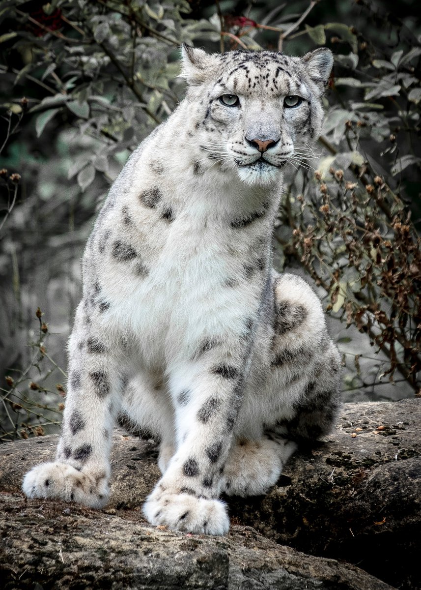Snow Leopard ( Panthera Uncia ) by Stephen Hodgetts Photography