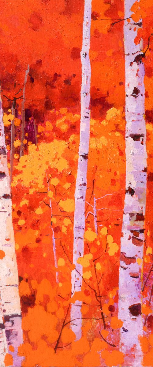 Birch trees forrest 067 by jianzhe chon
