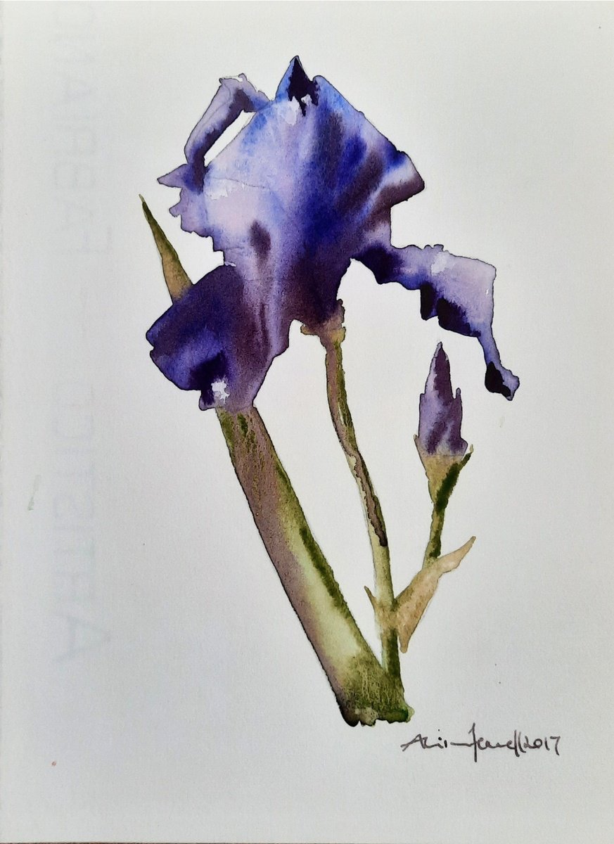 Inimitable Iris - Original Watercolour - UK Artist by Alison Fennell