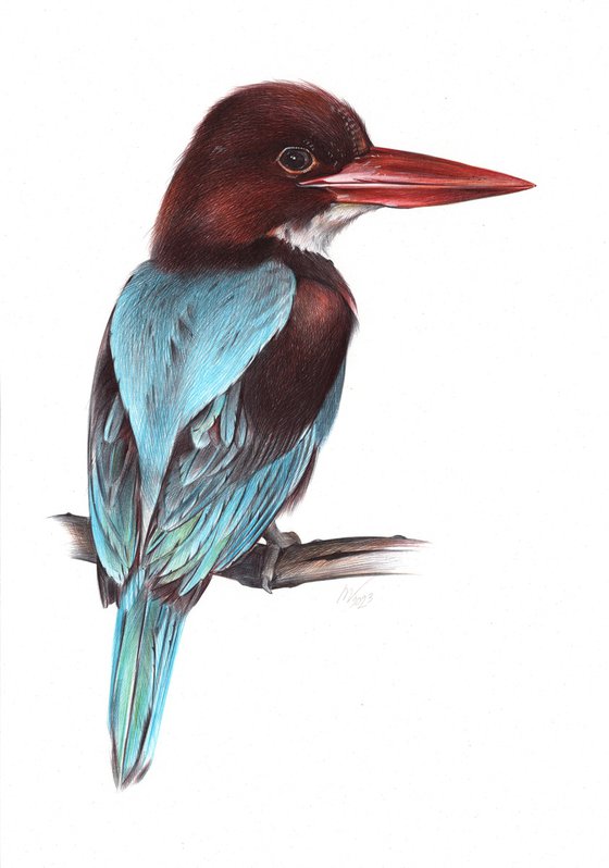 White-throated Kingfisher (Realistic Ballpoint Pen Drawing)