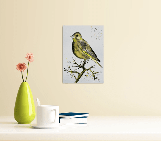 European Greenfinch. Verdone